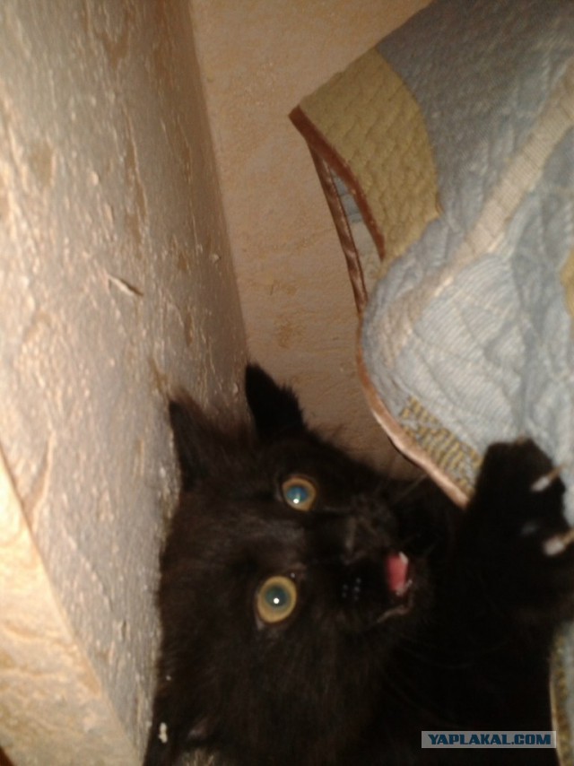 Котовторник 04.11.2014