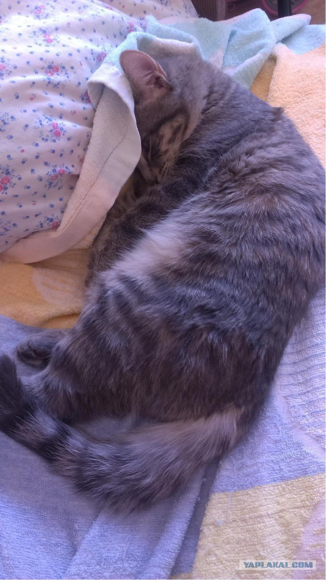 Котовторник