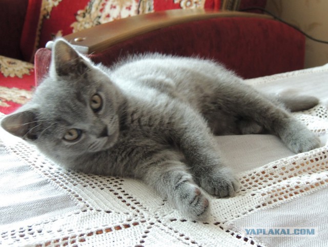 Котовторник 09.06.2015