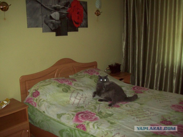 Котовторник 14.07.2015