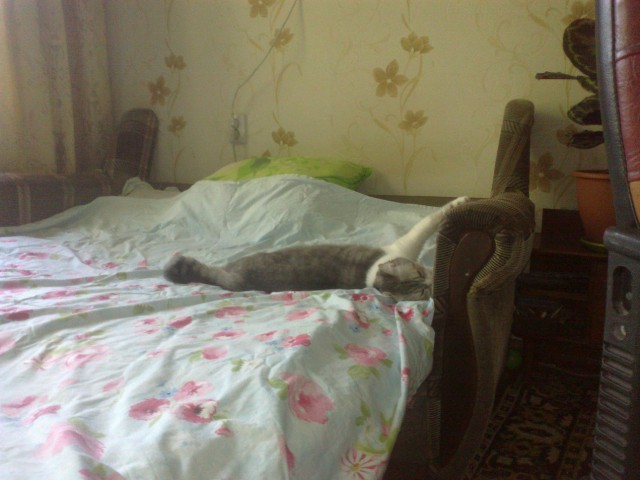 Котовторник  21.07.2015