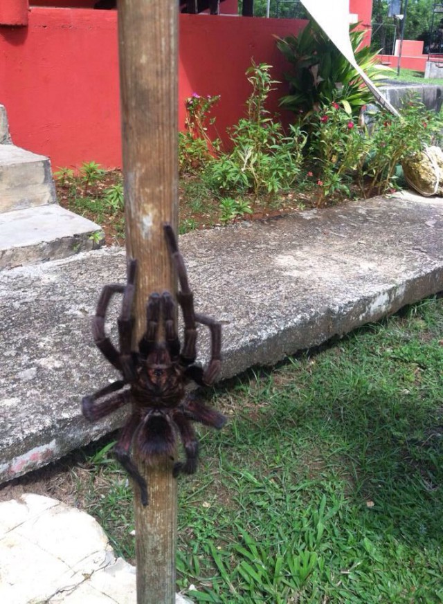 Первая в мире куртка из паутины