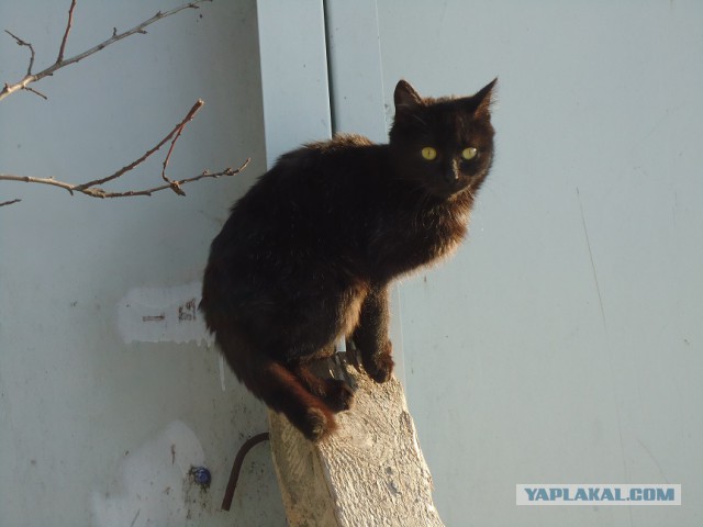 Мой личный котоленд 14