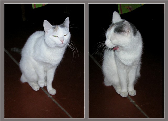 Коты, кошки, котята