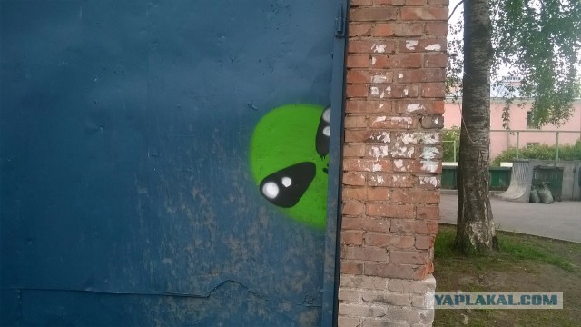 Юкка: уход и размножение