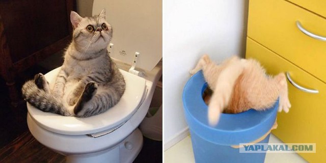 Прикольные животные