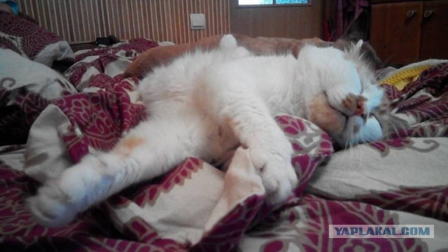Котовторник 27.09.16