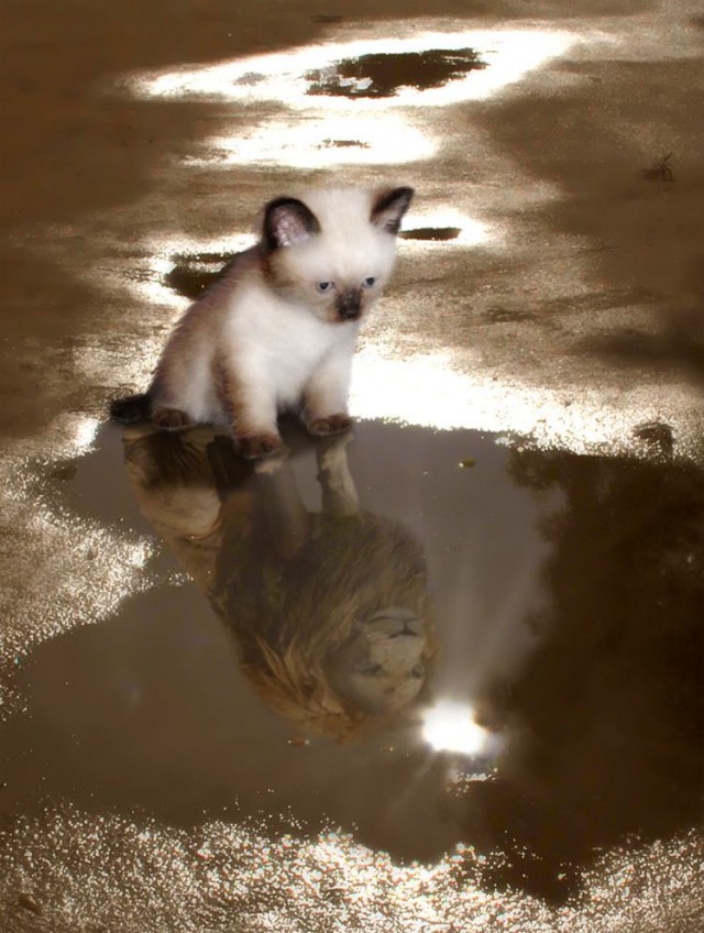 Коты из сети
