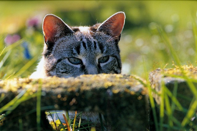 Коты из сети
