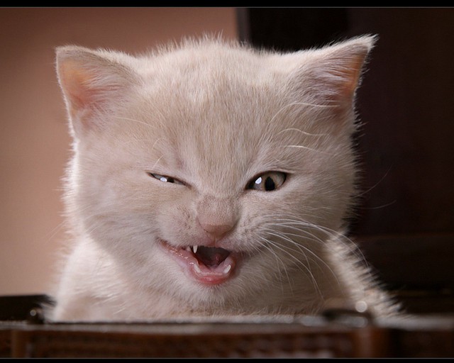 Коты из сети