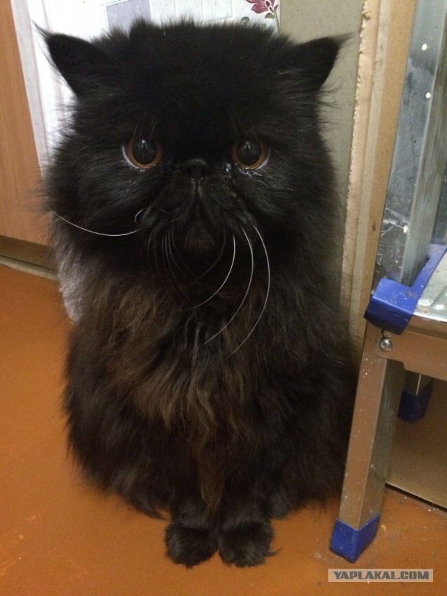 Котовторник 28.02.2017