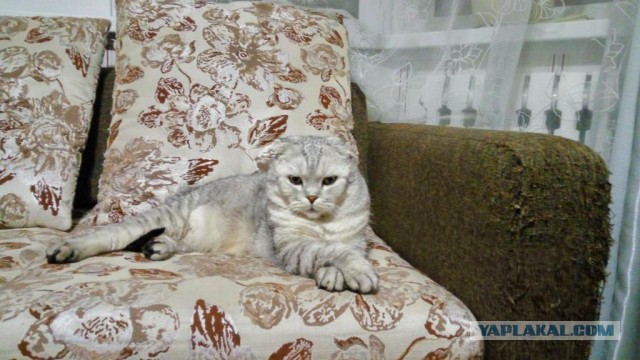 Котовторник 11/04/2017