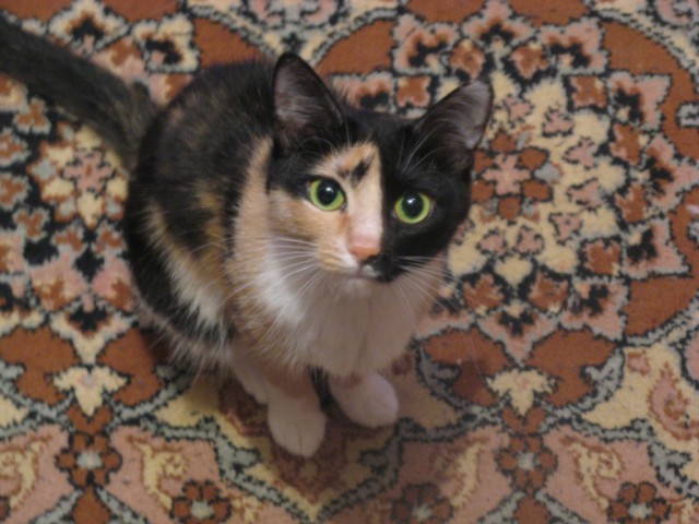 Котовторник  10.10.2017