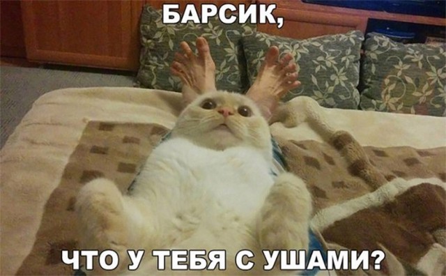 Коты и Кошки