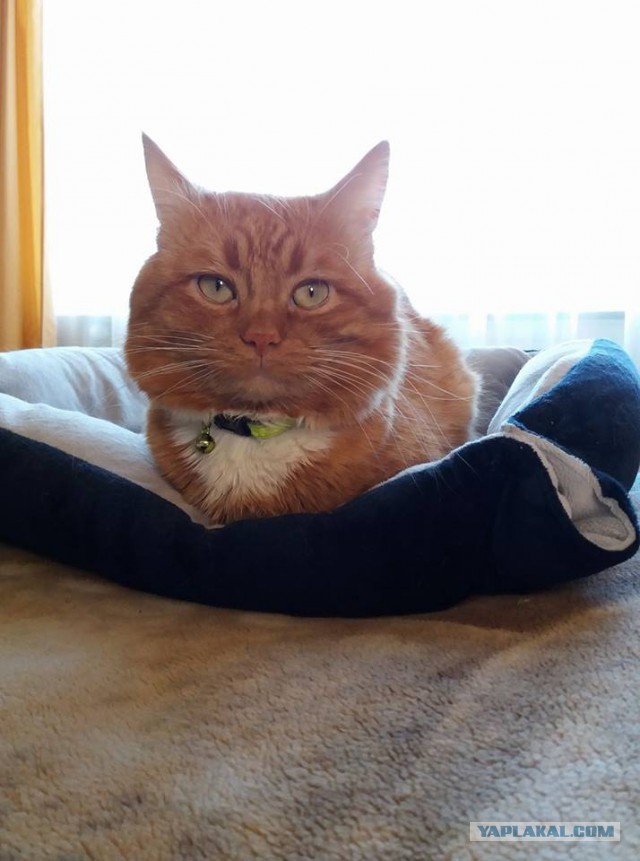 Котовторник 28.11.2017