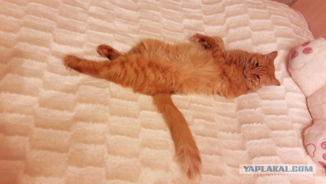 Котовторник 16.01.2018