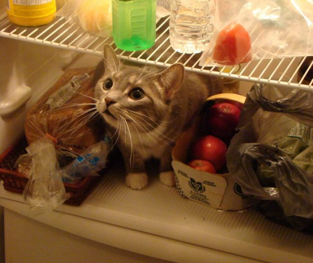 Прикольных котов пост
