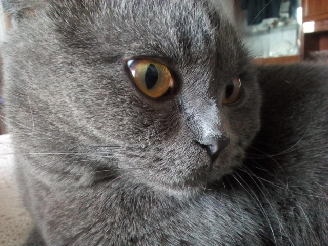 Котовторник 05.06.2018
