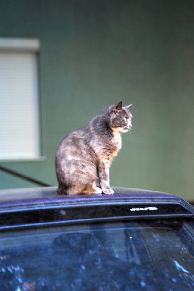 Котовторник  12.06.2018