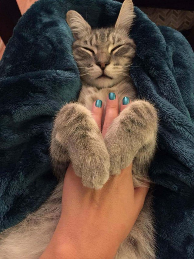 Прикольных котов пост
