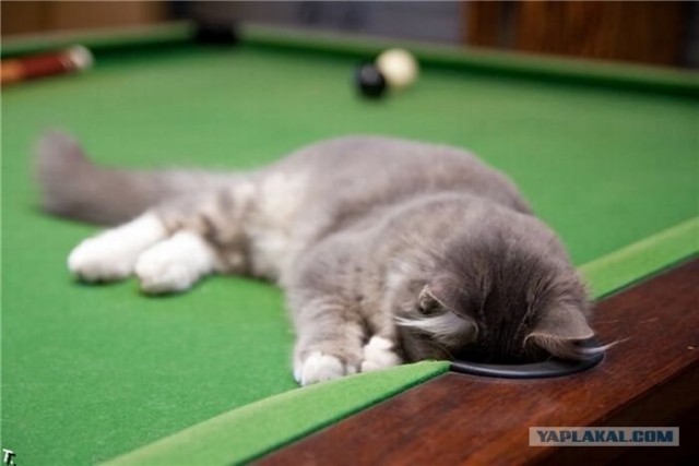 Котопятница