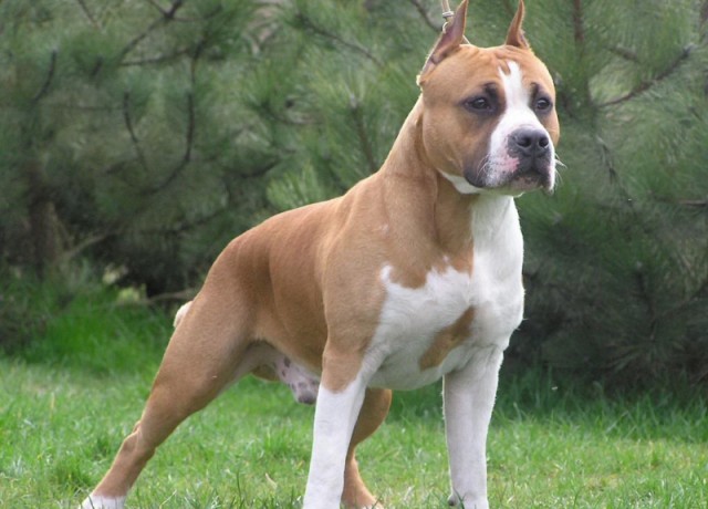 В Ленобласти питбуль отбил школьницу у пытавшегося затащить ее в лес педофила