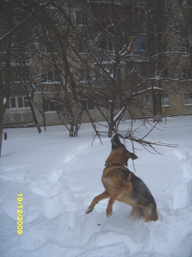 Немецкие овчарки