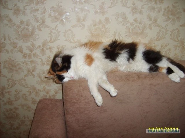 Котовторник 25.01.2011
