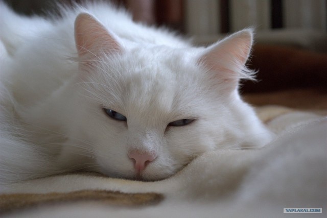 Котовторник. А как же?!