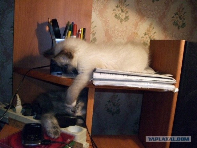 Котовторник с Максом