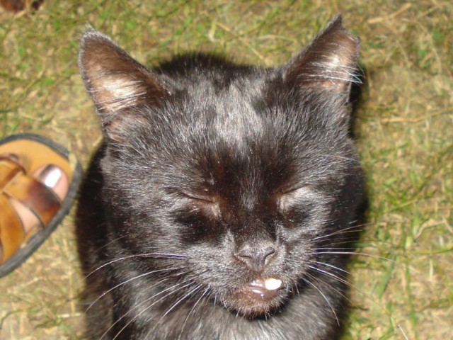 Сонный Котовторник