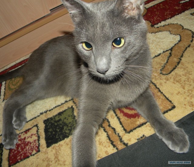 Котовторник (10.01.2012)