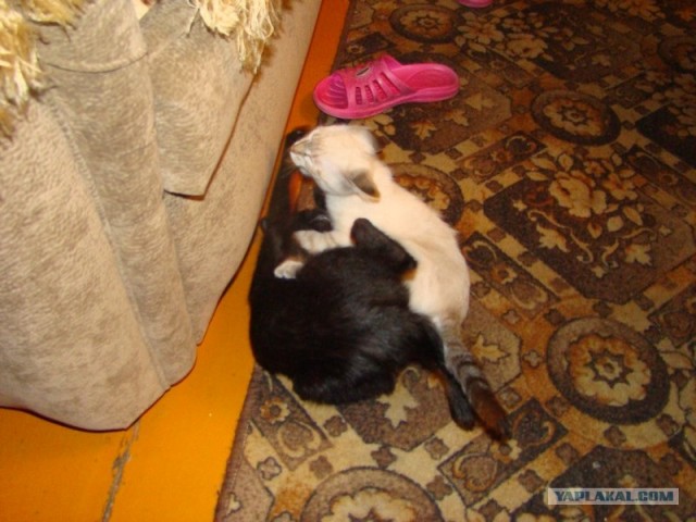 Котовторник (24. 01. 2012 )