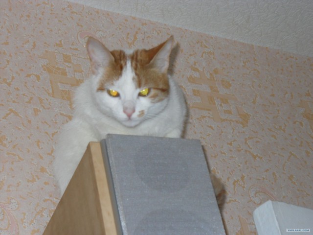 Котовторник (14.02.2012)