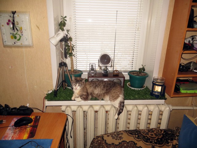 Котовторник 18.12.2018