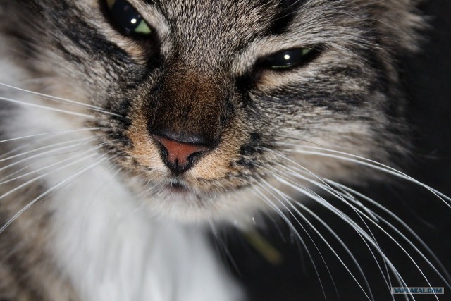 КОТОВТОРНИК (6.03.2012)