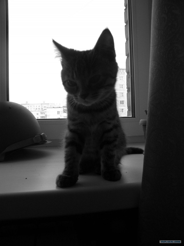 Котовторник! 13.03.2012