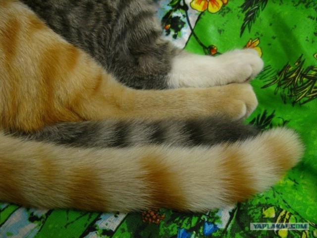 Котовторник  от 3.04.2012