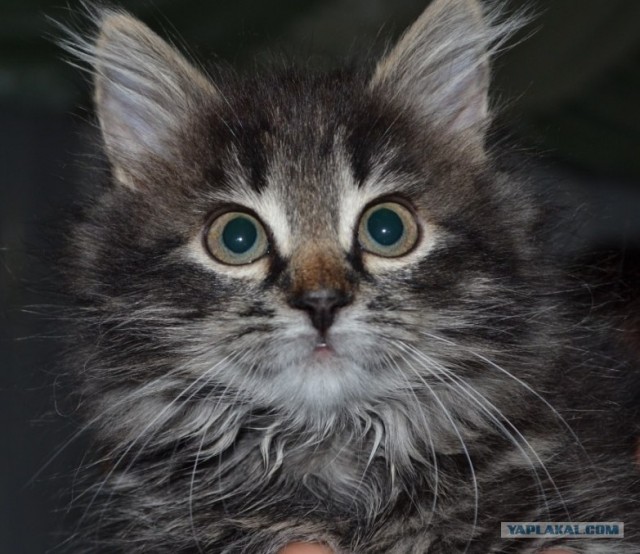 Котовторник 10.04.2012