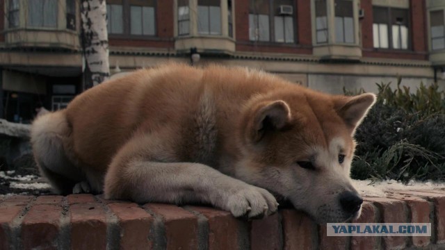 Сердце мужчины было разбито, когда он узнал, куда ежедневно убегает его питомец