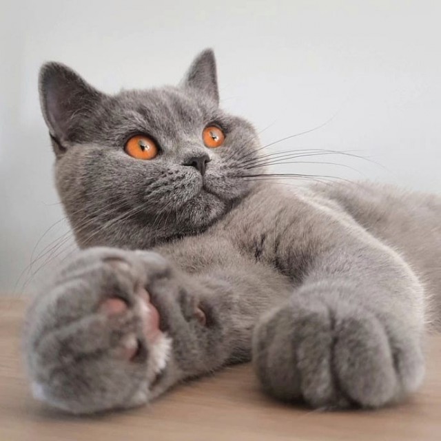 Прикольных котов пост