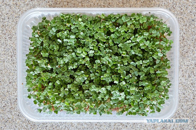Кулинарная общалка