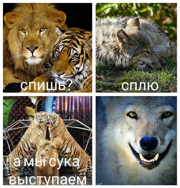 Комментарии, картинки всякие