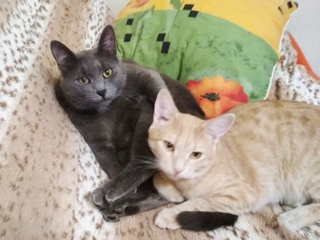 Забавные фото котеек