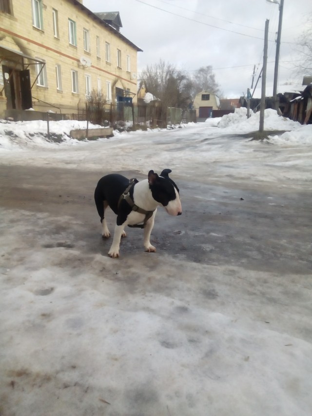 Живность из сети