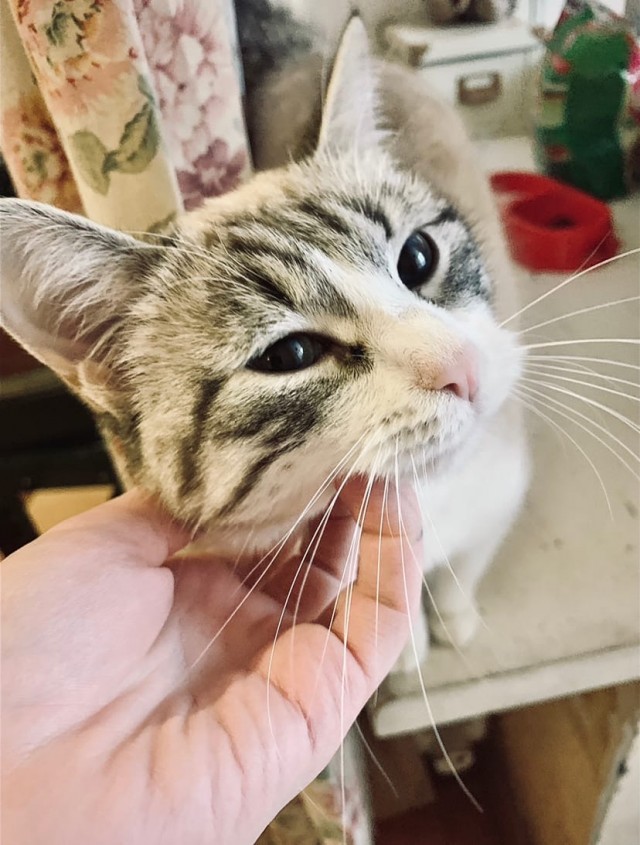 Коты из сети