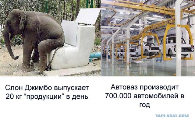 10000 голов