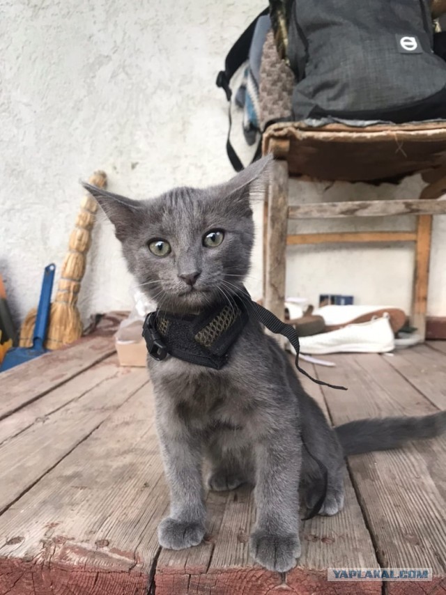 Котовторник