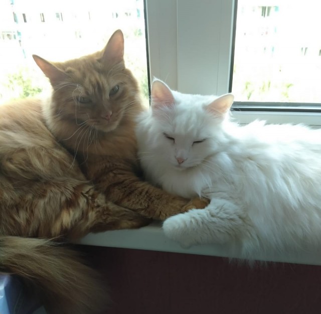 Картинки на котовторник 1.09.20
