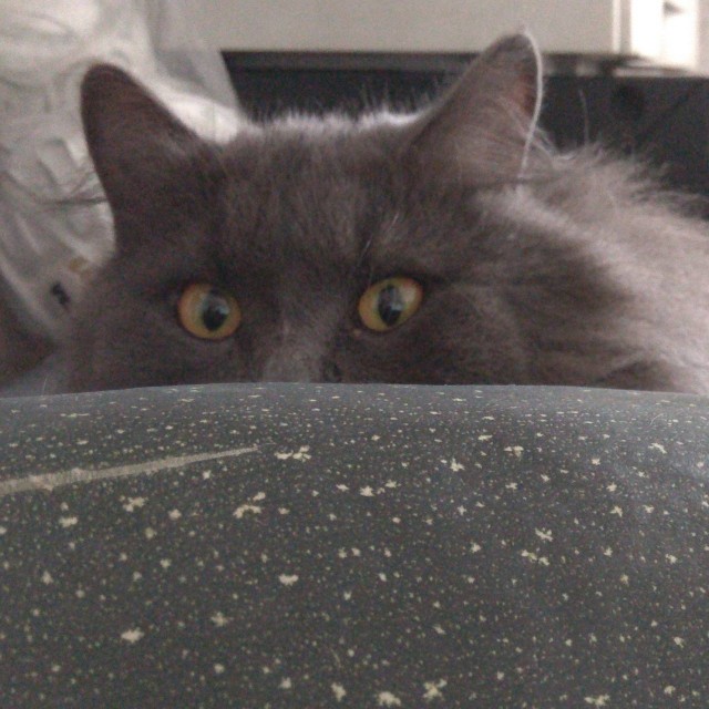 Про котикоф